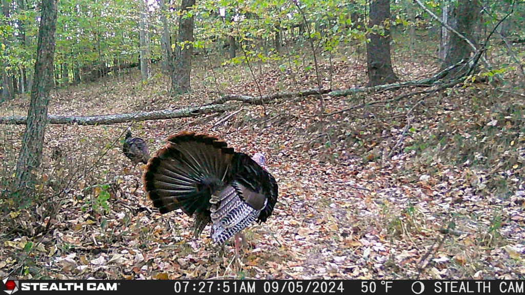 trail camera[mp:01][tp:050f][imei:864049051550137]