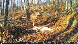 trail camera[mp:00][tp:042f][imei:864049051550137]