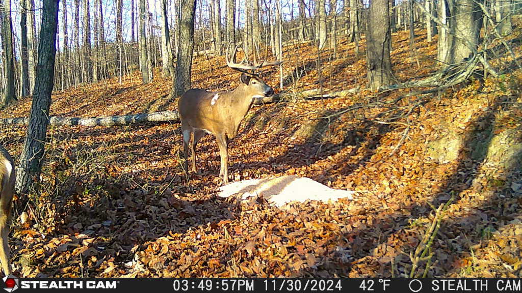 trail camera[mp:00][tp:042f][imei:864049051550137]