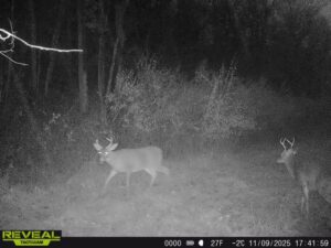 863900044811054 100 4 11092025174200 w1001953