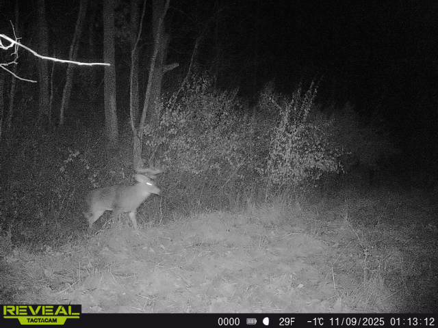 863900044811054 100 5 11092025011312 w1001902