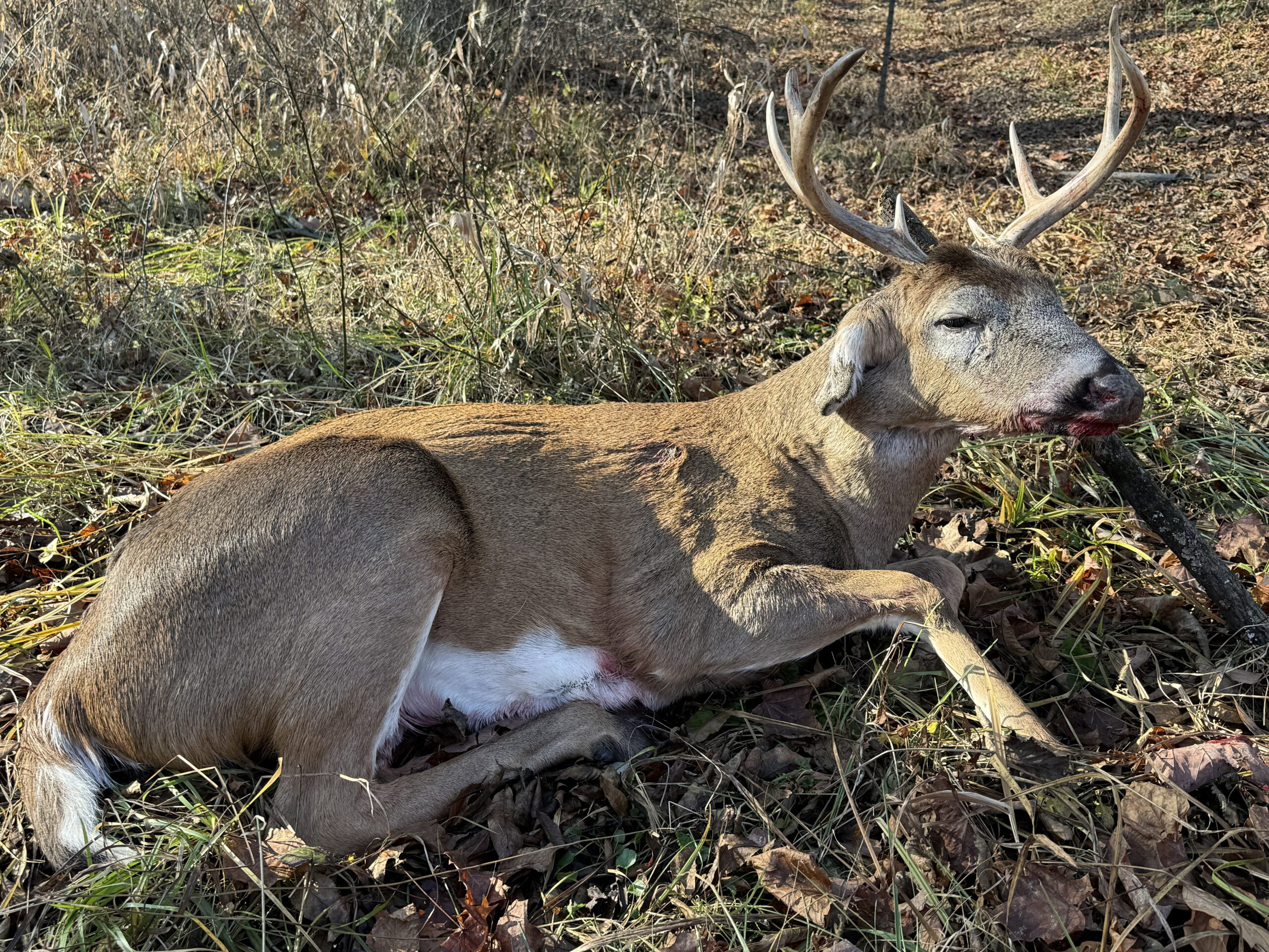 easton buck nov 2025