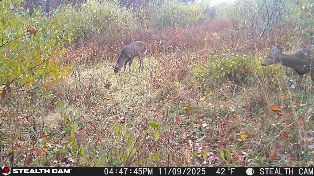 trail camera[mp:05][tp:042f][imei:864049051550137]