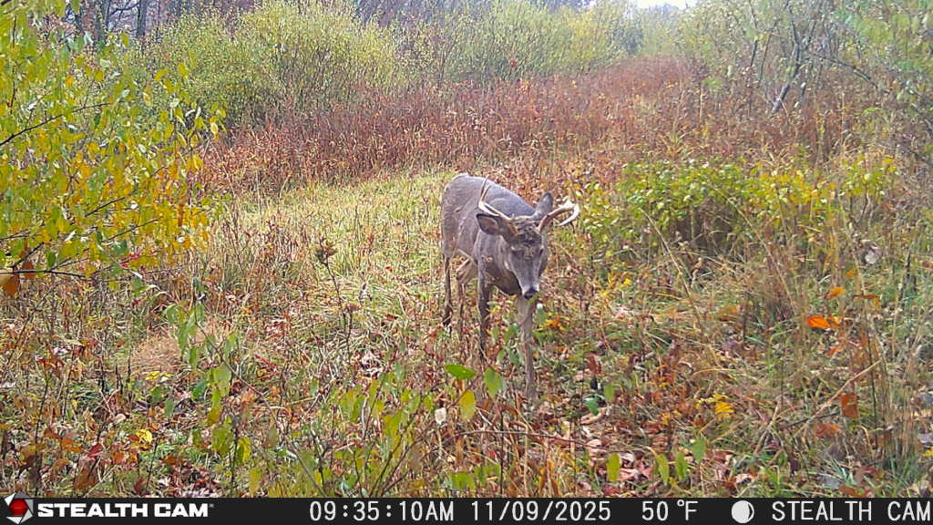 trail camera[mp:05][tp:050f][imei:864049051550137]