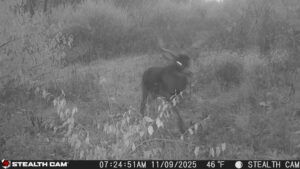 trail camera[mp:05][tp:046f][imei:864049051550137]