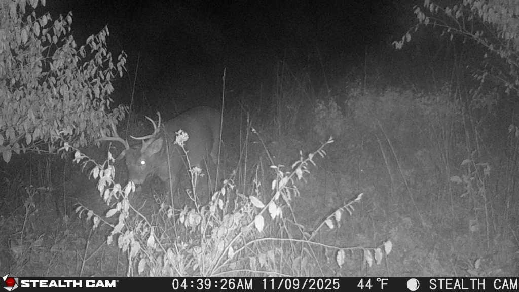 trail camera[mp:05][tp:044f][imei:864049051550137]