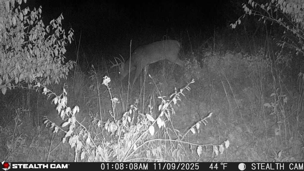 trail camera[mp:05][tp:044f][imei:864049051550137]