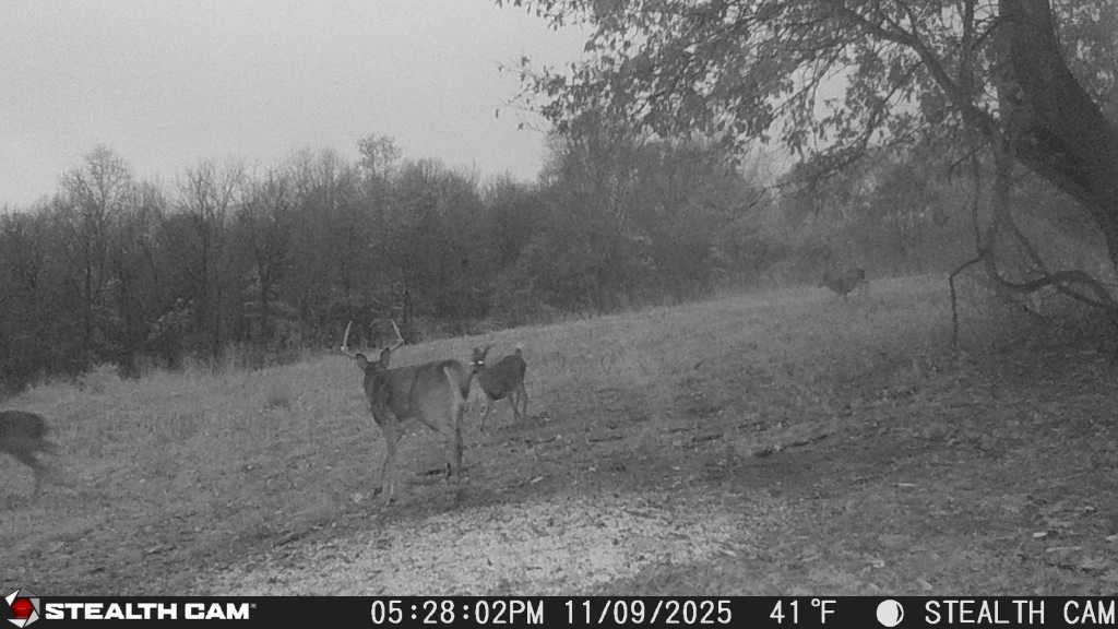 trail camera[mp:05][tp:041f][imei:864049051296822]