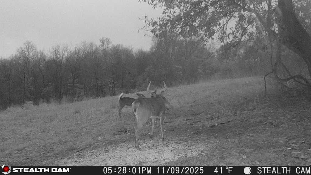 trail camera[mp:05][tp:041f][imei:864049051296822]