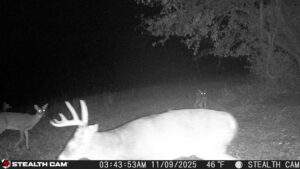 trail camera[mp:05][tp:046f][imei:864049051296822]