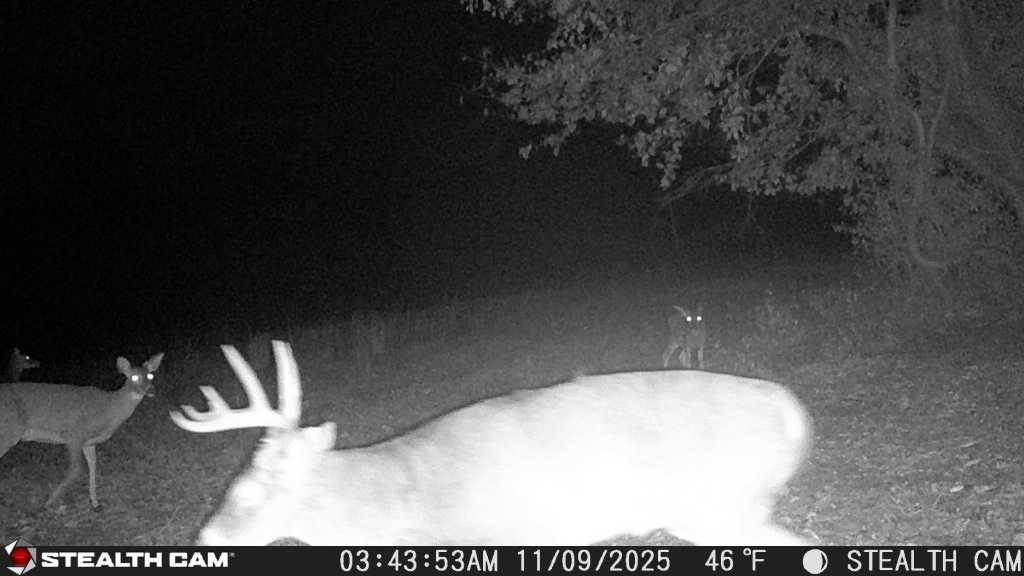 trail camera[mp:05][tp:046f][imei:864049051296822]