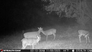 trail camera[mp:05][tp:044f][imei:864049051296822]