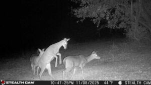 trail camera[mp:05][tp:044f][imei:864049051296822]