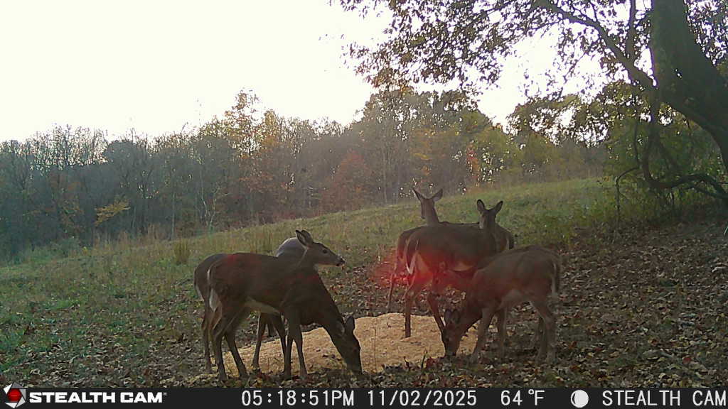 trail camera[mp:03][tp:064f][imei:864049051296822]