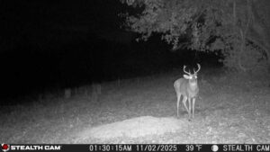 trail camera[mp:03][tp:039f][imei:864049051296822]