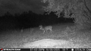 trail camera[mp:03][tp:050f][imei:864049051296822]