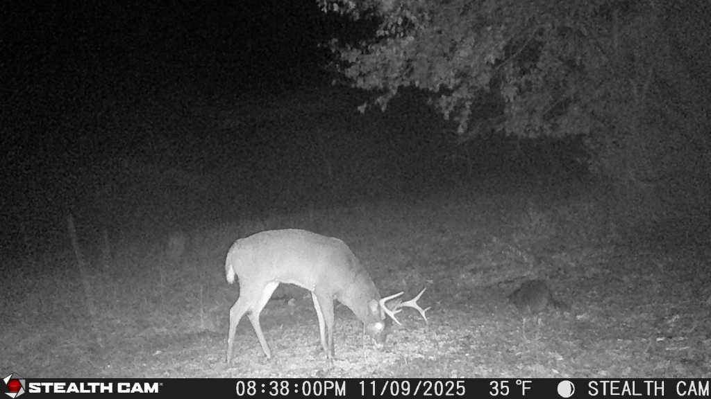 trail camera[mp:05][tp:035f][imei:864049051296822]