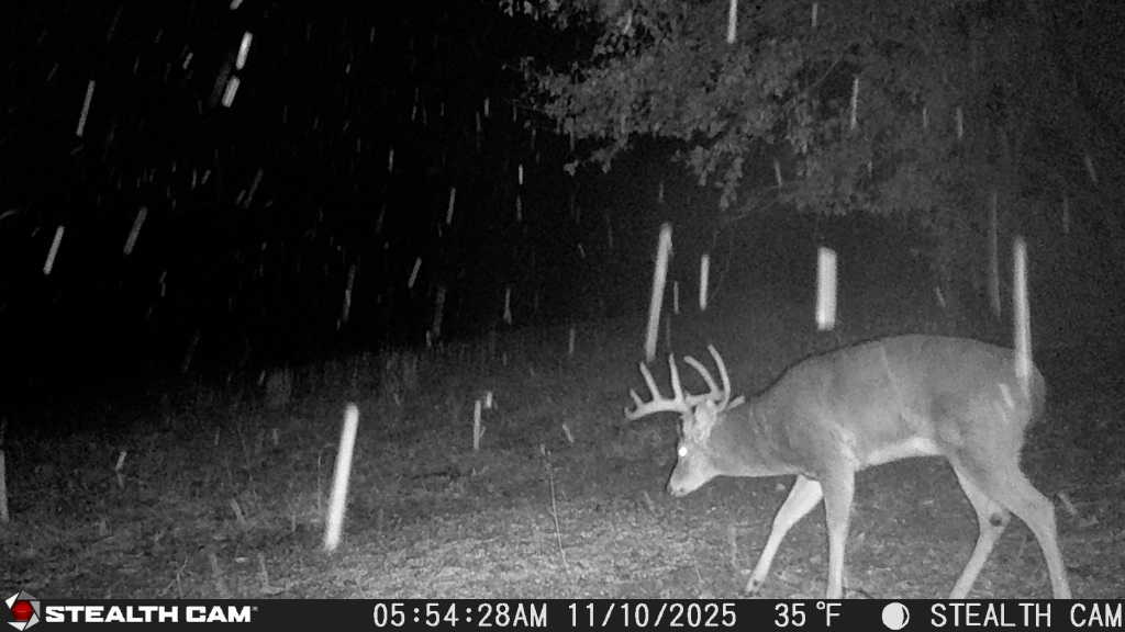 trail camera[mp:05][tp:035f][imei:864049051296822]