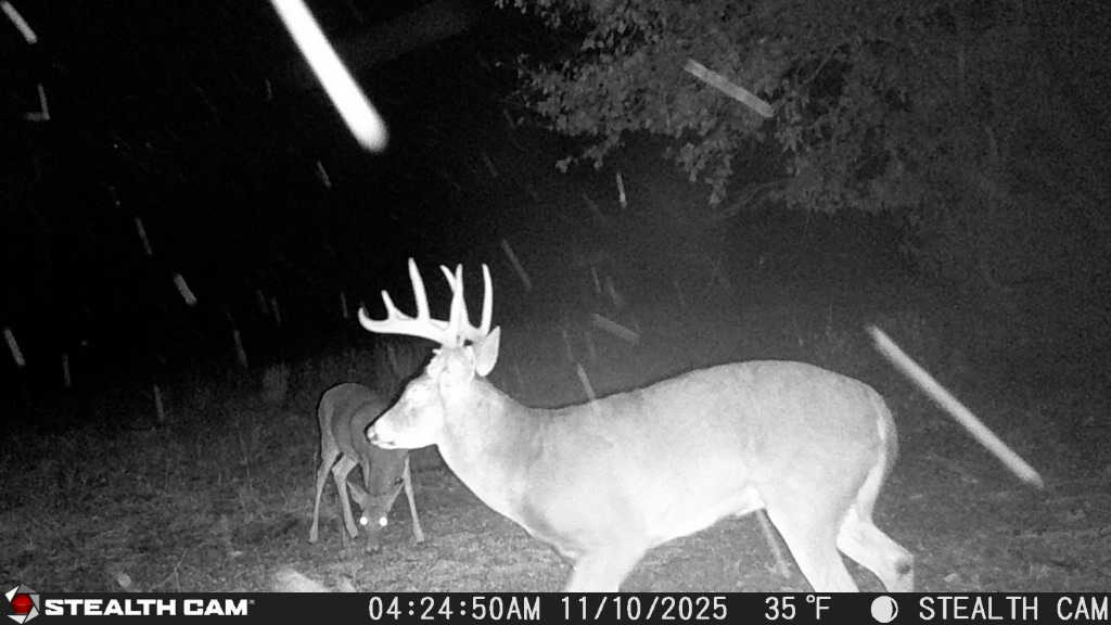 trail camera[mp:05][tp:035f][imei:864049051296822]