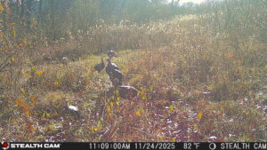 trail camera[mp:01][tp:080f][imei:864049051550137]