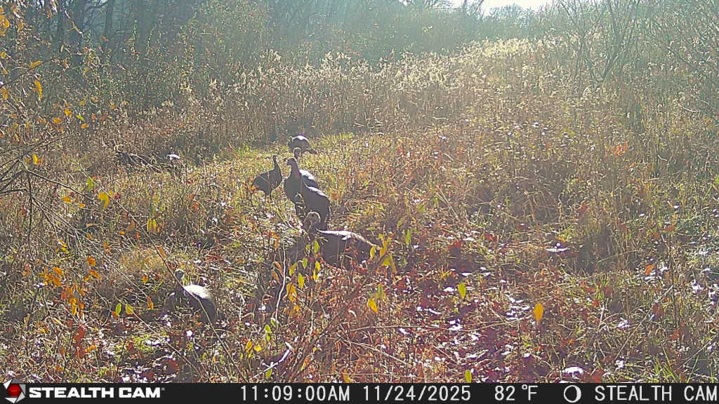 trail camera[mp:01][tp:080f][imei:864049051550137]