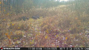 trail camera[mp:01][tp:080f][imei:864049051550137]