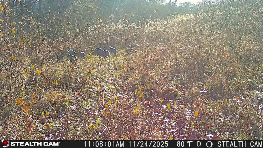 trail camera[mp:01][tp:080f][imei:864049051550137]