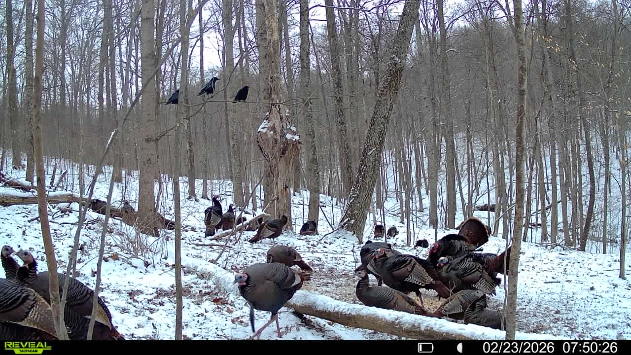 016579007609204 13 3 02232026075026 syfw03212