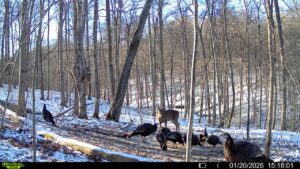 016579007609204 25 3 01202026151801 syfw01900