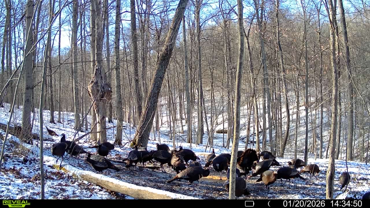 016579007609204 9 3 01202026143450 syfw01811