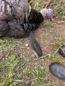 Chase (9) - First Turkey - April, 25, 2026